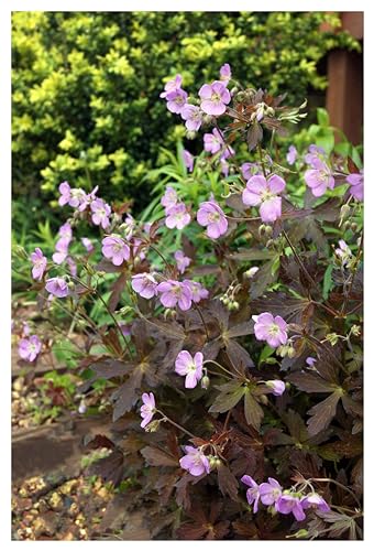 3 x Geranium maculatum 'Espresso' (Winterhart/Stauden/Staude/Mehrjährig/Bodendecker) Dunkelblättriger Storchschnabel - Eine besondere Staude für besondere Gärten - von Stauden Gänge von Stauden Gänge