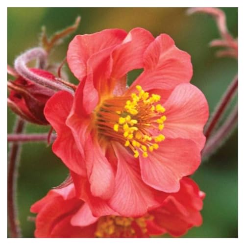 3 x Geum rivale 'Flames of Passion‘ (Winterhart/Stauden/Staude/Mehrjährig/Immergrün) feuerroter Bach Nelkenwurz - Sehr Bienenfreundlich - absolut Pflegeleicht - von Stauden Gänge von Stauden Gänge