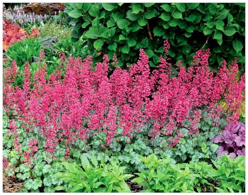 3 x Heuchera Hybride 'Paris' im 1 Liter Topf (Staude/Winterhart/Bodendecker/Mehrjährig/Immergrün) Purpurglöckchen - Leuchtend rote Blüten, zeitlose Schönheit - Dauerblüher - von Stauden Gänge von Stauden Gänge