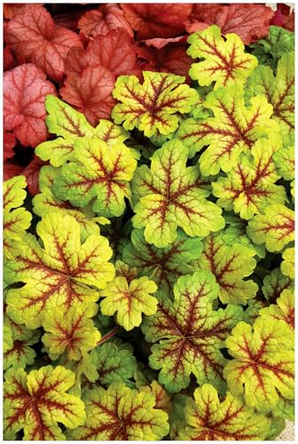 3 x Heucherella Hybride 'Alabama Sunrise' im 1 Liter Topf (Staude/Winterhart/Bodendecker/Mehrjährig/Immergrün) Purpurglöckchen/Heuchera - Gold, Orange, Rot – ein Blättertraum - von Stauden Gänge von Stauden Gänge