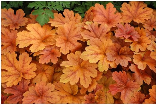 3 x Heucherella Hybride 'Buttered Rum' im 1 Liter Topf (Staude/Winterhart/Bodendecker/Mehrjährig/Immergrün) Purpurglöckchen/Heuchera - Ein Gartenhighlight in Bernstein und Kupfer - von Stauden Gänge von Stauden Gänge
