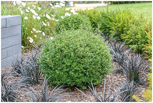 3 x Ilex crenata 'Glorie Gem' Kugel 25-35 cm (Buchsbaum Ersatz/Immergrün/Winterhart/Mehrjährig) Japanischer Berg Ilex - Zeitlose Schönheit für Ihren Garten - von Stauden Gänge von Stauden Gänge