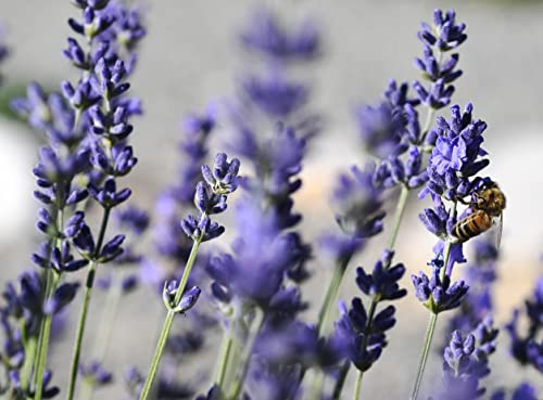 3 x Lavandula angustifolia ‚Draft Blue' (Lavendel) !!!Stecklingsvermehrt!!! von Stauden Gänge