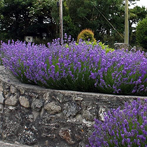 3 x Lavandula angustifolia ‚Munstead' (Lavendel) !!!Stecklingsvermehrt!!! von Stauden Gänge