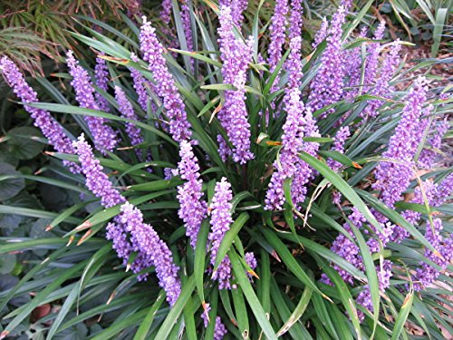 3 x Liriope muscari ‚Royal Purple' Lilientraube (Ziergras/Gräser/Stauden) von Stauden Gänge
