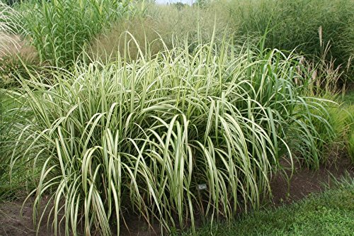 3 x Miscanthus sinensis ‚Cabaret' 1 Liter (Ziergras/Gräser/Stauden/Winterhart) Buntes Chinaschilf von Stauden Gänge