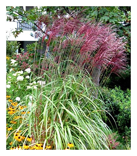 3 x Miscanthus sinensis ‚Ferner Osten' 1 Liter (Ziergras/Gräser/Stauden) Chinaschilf ab 4,49 € pro Stück von Stauden Gänge