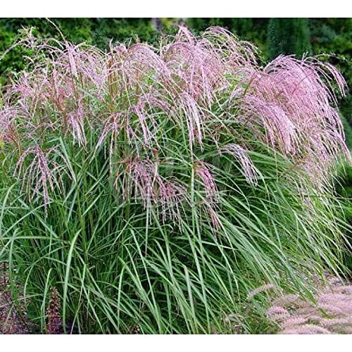 3 x Miscanthus sinensis ‚Flamingo' 1 Liter (Ziergras/Gräser/Staude/Winterhart) Chinaschilf von Stauden Gänge