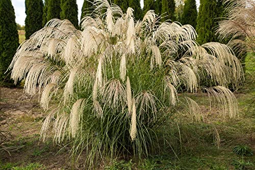 3 x Miscanthus sinensis ‚Nishidake' (Ziergras/Gräser/Staude/Winterhart) Chinaschilf BLICKFANG/SCHÖNHEIT von Stauden Gänge