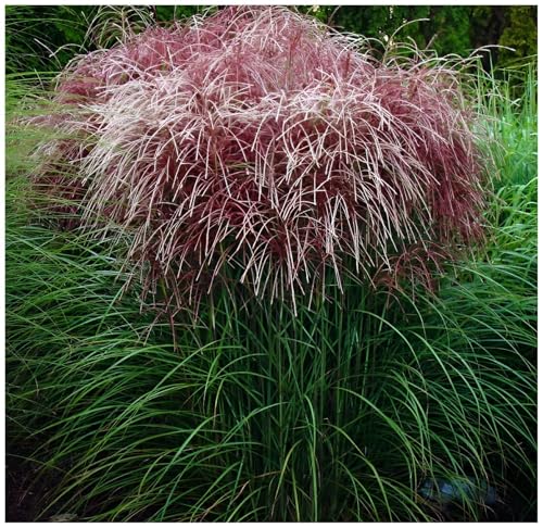 3 x Miscanthus sinensis 'Versammlung' im 1 Liter Topf (Ziergras/Gräser/Winterhart/Mehrjährig/Staude) Rotes Chinaschilf - Harmonie und Eleganz im Garten vereint - von Stauden Gänge von Stauden Gänge