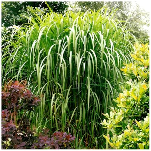 3 x Miscanthus x giganteus 'Meidl' m 1 Liter Topf (Ziergras/Gräser/Winterhart/Mehrjährig/Staude) Rotes Riesen-Chinaschilf/Elefantengras - Das beeindruckende Ziergras - von Stauden Gänge von Stauden Gänge