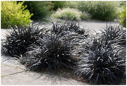 3 x Ophiopogon planiscapus 'Niger' im 1 Liter Topf (Ziergras/Staude/Winterhart/Mehrjährig/Bodendecker/Immergrün) Schwarzer Schlangenbart - Kontraststark und außergewöhnlich - von Stauden Gänge von Stauden Gänge