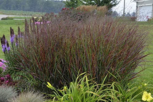 3 x Panicum virgatum ‚Shenandoah' 1 Liter (Ziergras/Gräser/Stauden/Winterhart) Rote Rutenhirse von Stauden Gänge