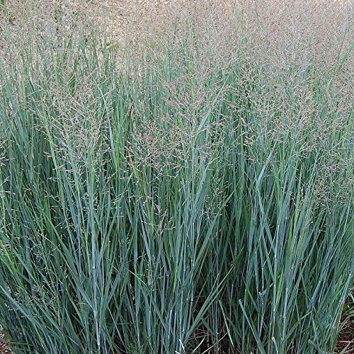 3 x Panicum virgatum 'Heavy Metal' 1 Liter (Ziergras/Gräser/Stauden/winterhart) Blaue RutenHirse von Stauden Gänge