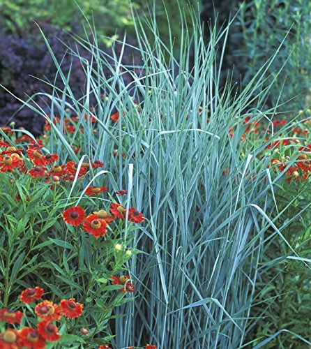 3 x Panicum virgatum 'Prairie Sky' 1 Liter (Ziergras/Gräser/Stauden) Ruten Hirse ab 3,19 € pro Stück von Stauden Gänge