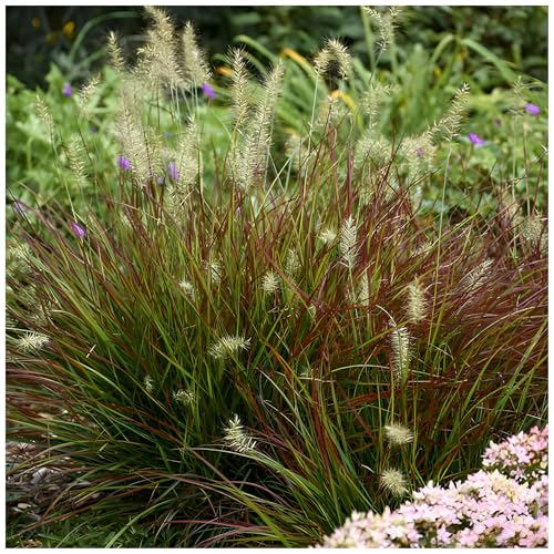 3 x Pennisetum alopecuroides 'Burgundy Bunny' im 1 Liter Topf (Ziergras/Gräser/Winterhart/Mehrjährig/Staude) Rotes Zwerg Lampenputzergras - Ein farbiger Akzent für jeden Garten - von Stauden Gänge von Stauden Gänge