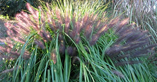 3 x Pennisetum alopecuroides 'Redborn' 1 Liter (Ziergras/Gräser/Stauden/Winterhart) Rotes Lampenputzergras SCHÖNHEIT von Stauden Gänge