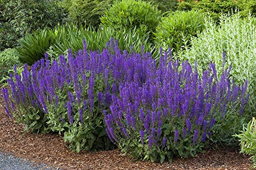 3 x Salvia sylvestris 'Mainacht' 1 Liter (Ziergras/Gräser/Stauden/Winterhart) Pracht-Salbei - Bienenfreundlich DAUERBLÜHER von Stauden Gänge