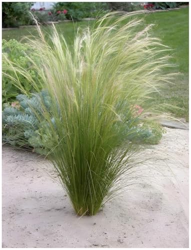 Stauden Gänge 3 x Stipa tenuissima 'Pony Tails' im 1 Liter Topf (Ziergras/Gräser/Winterhart/Mehrjährig/Staude/Stauden) Federgras - Leichtigkeit und Eleganz in jedem Garten von Stauden Gänge