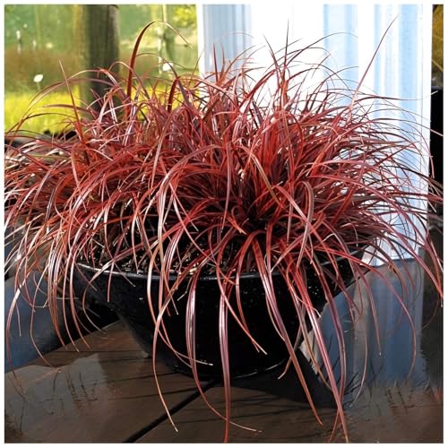 3 x Uncinia rubra 'Everflame' im 1 Liter Topf (Ziergras/Gräser/Winterhart/Mehrjährig/Staude/Stauden/Immergrün) Mahagonigras - Ziergras mit leuchtender Flammenpracht - Blickfang - von Stauden Gänge von Stauden Gänge