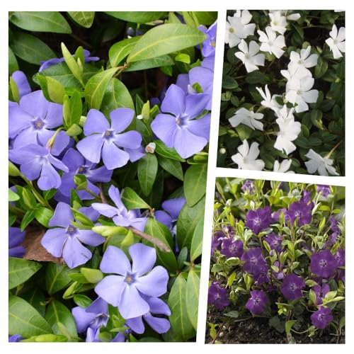 30 x Vinca minor Farbmix (Staude/Winterhart/Bodendecker/Immergrün/Mehrjährig) Kleines Immergrün im Mix - Ein Teppich in Blau, Weiß und Lila - sehr pflegeleicht - von Stauden Gänge von Stauden Gänge