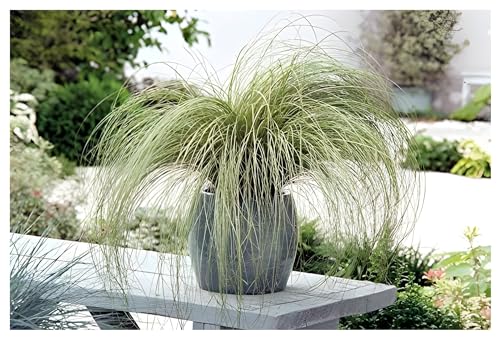 5 x Carex comans 'Amazon Mist' im 1 Liter Topf (Ziergras/Gräser/Winterhart/Mehrjährig/Immergrün/Bodendecker) Neuseeland Segge - Sanftes Grün für harmonische Gartenlandschaften - von Stauden Gänge von Stauden Gänge