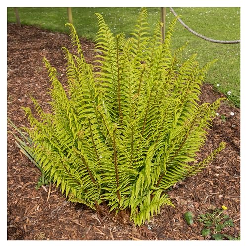 5 x Dryopteris affinis (Ziergras/Gräser/Farn/Winterhart/Immergrün/Mehrjährig/Staude/Stauden) Heimischer Goldschuppenfarn - Perfekt für den Schatten und Halbschatten - von Stauden Gänge von Stauden Gänge