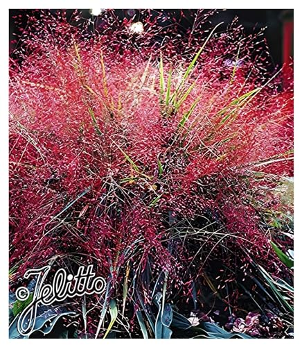 5 x Eragrostis spectabilis im 1 Liter Topf (Stauden/Staude/Ziergras/Gräser/Winterhart/Mehrjährig) Rotes Purpur Liebesgras - Purpurfarbener Zauber für den Spätsommer - von Stauden Gänge von Stauden Gänge