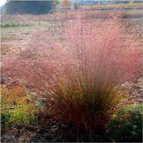 5 x Eragrostis trichodes im 1 Liter Topf (Stauden/Staude/Ziergras/Gräser/Winterhart/Mehrjährig) Rotes Bogen Liebesgras - ein absoluter Hingucker - von Stauden Gänge von Stauden Gänge