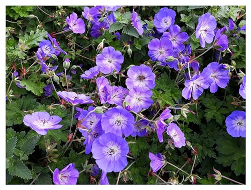 Stauden Gänge 5 x Geranium 'Rozanne ®' im 1 Liter Topf (Winterhart/Stauden/Staude/Mehrjährig/Bodendecker) Storchschnabel - Farbenpracht von Frühling bis zum ersten Frost - Dauerblüher von Stauden Gänge