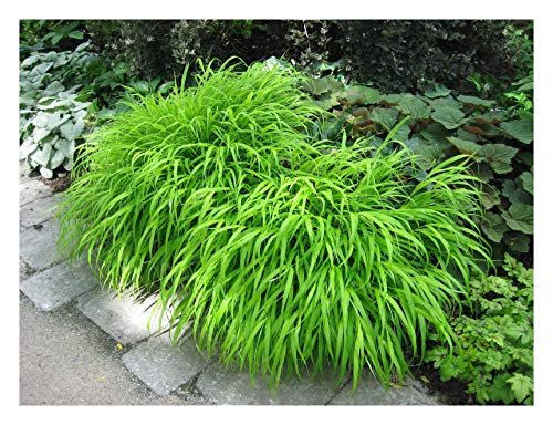 5 x Hakonechloa macra im 1 Liter Topf (Ziergras/Gräser/Staude/Winterhart/Bodendecker/Mehrjährig) Japanisches Berggras - Ziergras mit Anmut und fernöstlichem Flair - Japangarten - von Stauden Gänge von Stauden Gänge