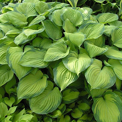 5 x Hosta plantaginea ‚Guacamole‘ 1 Liter (Funkie, Herzblatt-Lilie) von Stauden Gänge