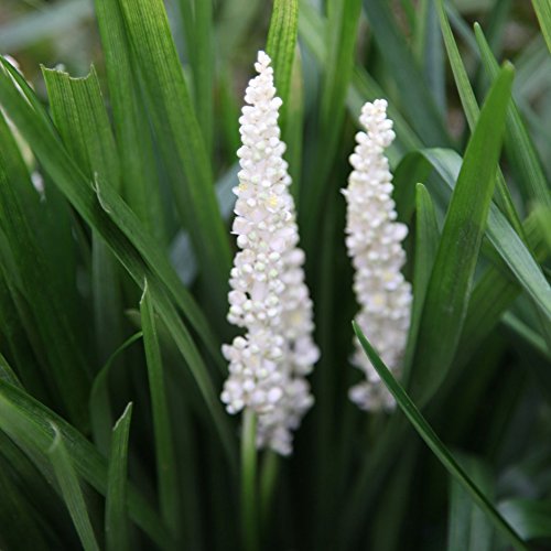 5 x Liriope muscari ‚Monrose White' Lilientraube (Ziergras/Gräser/Stauden/Winterhart) von Stauden Gänge