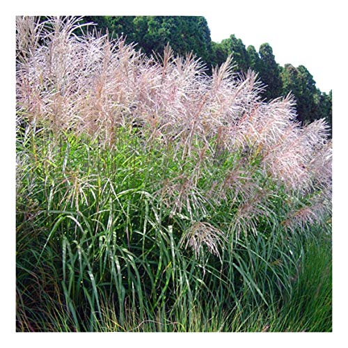 5 x Miscanthus sinensis ‚Goliath' 1 Liter (Ziergras/Gräser/Stauden) Chinaschilf ab 4,49 € pro Stück von Stauden Gänge