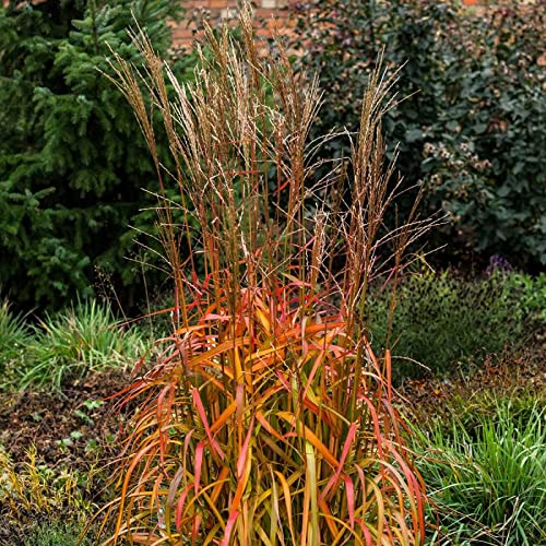 5 x Miscanthus sinensis ‚Navajo' 1 Liter (Ziergras/Gräser/Staude/Winterhart) Chinaschilf TOLLE HERBSTFÄRBUNG von Stauden Gänge