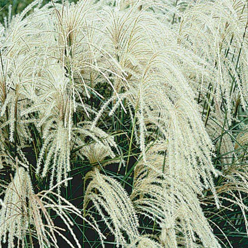 5 x Miscanthus sinensis ‚Silberspinne' 1 Liter (Ziergras/Gräser/Stauden/Winterhart) Weisses Chinaschilf von Stauden Gänge