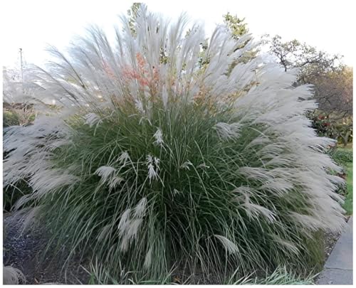 5 x Miscanthus sinensis 'Yaku Jima' im 1 Liter Topf (Ziergras/Gräser/Winterhart/Mehrjährig/Staude) Chinaschilf - Die ideale Wahl für kleine Flächen mit großem Charme - von Stauden Gänge von Stauden Gänge