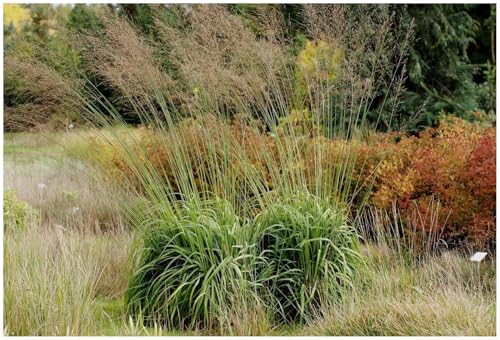 5 x Molinia arundinacea 'Windspiel' im 1 Liter Topf (Ziergras/Gräser/Winterhart/Mehrjährig/Staude) Hohes Pfeifengras - Ein natürliches Kunstwerk im Rhythmus des Windes - von Stauden Gänge von Stauden Gänge