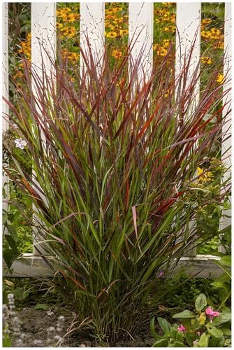 5 x Panicum virgatum 'Cardinal' im 1 Liter Topf (Ziergras/Gräser/Winterhart/Mehrjährig/Staude/Stauden) Rote Rutenhirse - Ziergras mit intensiven Rottönen - NEUE SORTE - von Stauden Gänge von Stauden Gänge