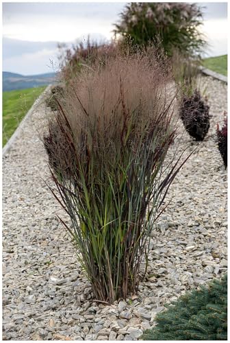 5 x Panicum virgatum 'Nosferatu' im 1 Liter Topf (Ziergras/Gräser/Winterhart/Mehrjährig/Staude/Stauden) Rutenhirse - Dunkle Eleganz mit mystischem Flair - NEUE SORTE - von Stauden Gänge von Stauden Gänge