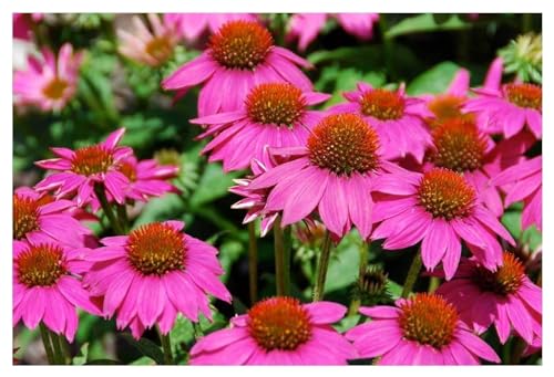 50 x Echinacea purpurea ‚PowWow Wild Berry' (Stauden/Staude/Mehrjährig/Winterhart) Pinker Purpursonnenhut Scheinsonnenhut - sehr Insekten- und Bienenfreundlich - von Stauden Gänge von Stauden Gänge