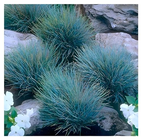 50 x Festuca glauca/cinerea 'Elijah Blue' im 1 Liter (Ziergras/Gräser/Winterhart/Bodendecker/Mehrjährig/Immergrün) Blauschwingel - Silberblaue Eleganz mit moderner Note - von Stauden Gänge von Stauden Gänge