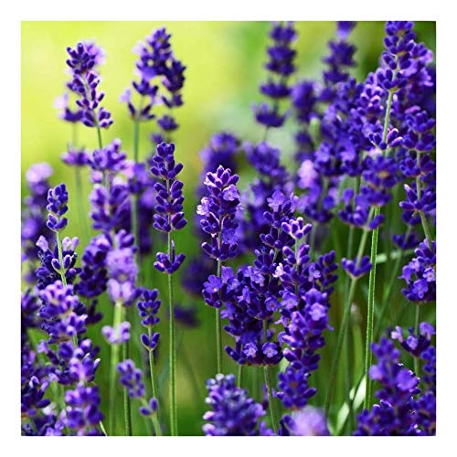 50 x Lavandula angustifolia 'Ellagance Purple' (Lavendel) !!!Stecklingsvermehrt!!! von Stauden Gänge