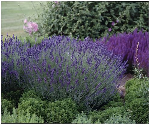 50 x Lavandula angustifolia 'Essence Purple' (Staude/Stauden/Winterthart/Mehrjährig) Echter Lavendel - Stecklingsvermehrt - Tolle Farbe - Sehr Insekten- und Bienenfreundlich - von Stauden Gänge von Stauden Gänge