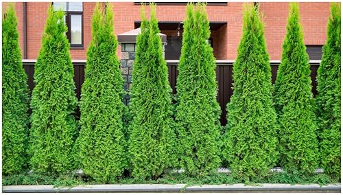 50 x Thuja occidentalis 'Brabant' (Gehölz/Winterhart/Mehrjährig/Heckenpflanze/Immergrün) Lebensbaum - Der schnelle Sichtschutz mit immergrüner Eleganz - von Stauden Gänge von Stauden Gänge