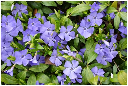 50 x Vinca minor 'Blau' (Staude/Winterhart/Bodendecker/Immergrün/Mehrjährig) Blaues Kleines/Kleinblättriges Immergrün - tolle Blütenpracht - sehr pflegeleicht - von Stauden Gänge von Stauden Gänge