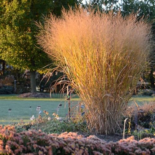 Panicum virgatum 'Thundercloud' (Ziergras/Gräser/Staude/Winterhart) BLICKFANG/TOP SORTE/EXTREM AUFRECHT (3) von Stauden Gänge