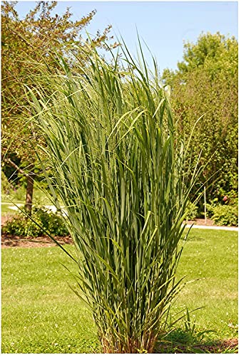 Stauden Gänge 1 x Panicum virgatum 'Northwind' im XXL Topf (Ziergras/Gräser/Winterhart/Mehrjährig/Staude) Reisen Rutenhirse - TOP SORTE/EXTREM AUFRECHT - Perfekt für als Sichtschutz von Stauden Gänge