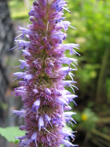 Agastache foeniculum - Duftnessel - Staudenkulturen Wauschkuhn - Staude im 11x11cm Topf von Staudenkulturen Wauschkuhn