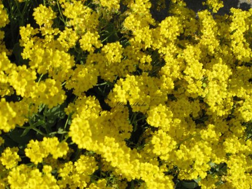 Alyssum saxatile 'Compactum Goldkugel' - Steinkraut - Staudenkulturen Wauschkuhn - Staude im 9x9cm Topf von Staudenkulturen Wauschkuhn